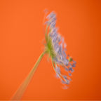 BIENNALE Fragrance Nuori 