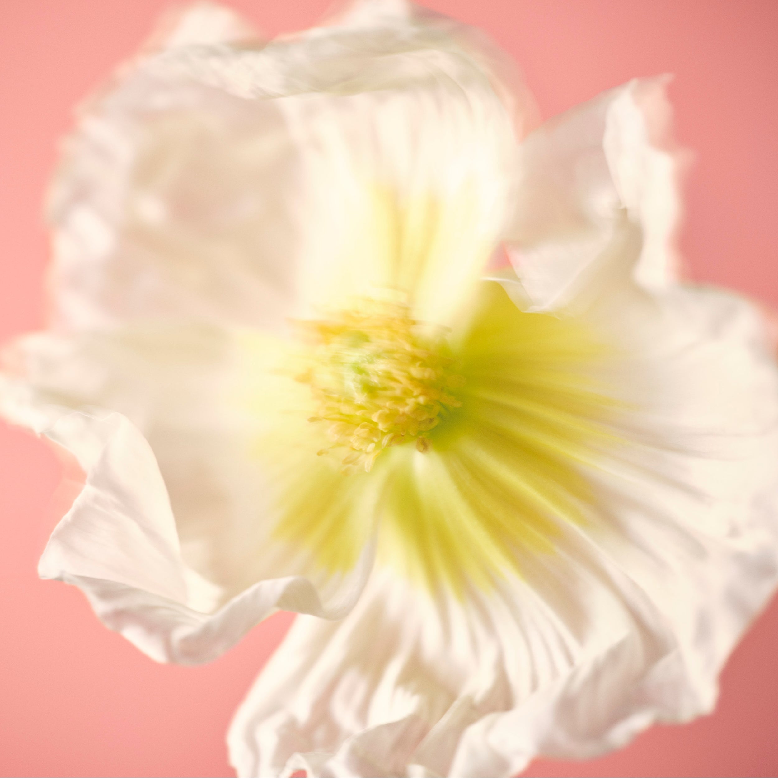 TEST YELLOW Fragrance Nuori 