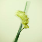 TEST GREEN Fragrance Nuori 