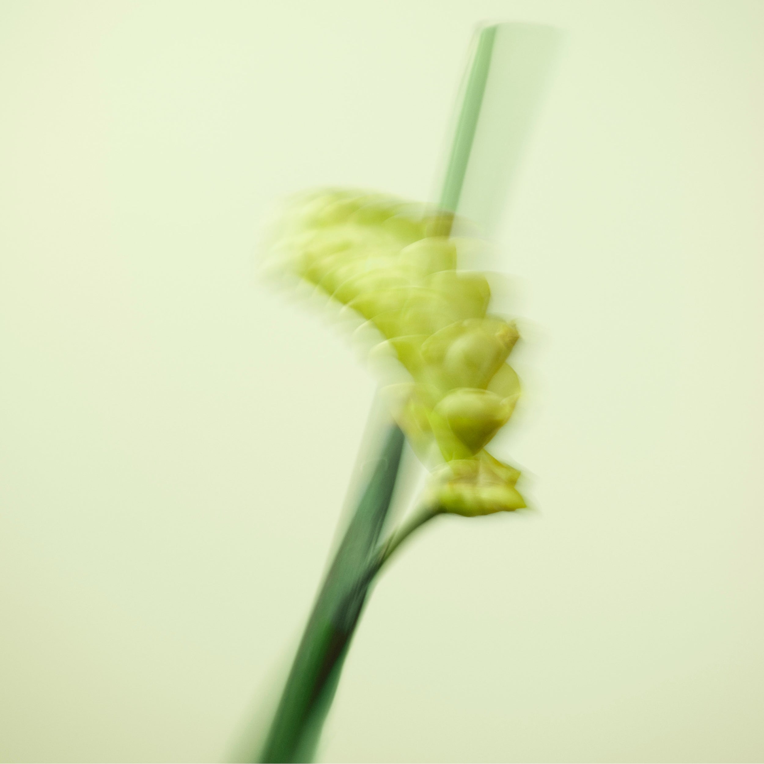 TEST GREEN Fragrance Nuori 